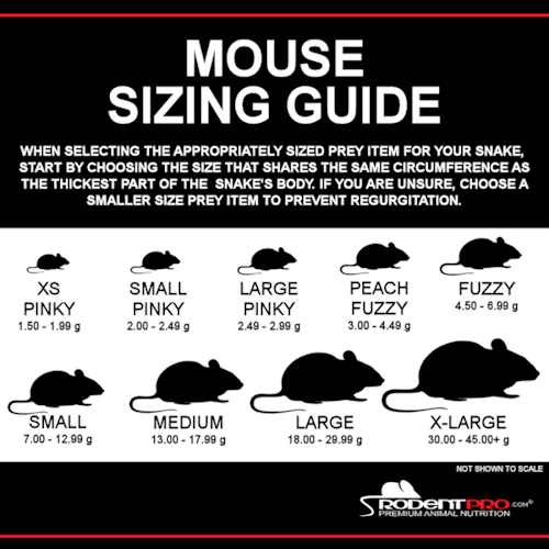Peach Fuzzy Mice | Buy White Peach Fuzzy Mice (100 Per Bag) at Rodent Pro - Snake Feeding Guide Pre-Killed Adult Mice